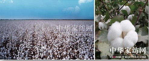 NNһw (chung)Ҽwϵ