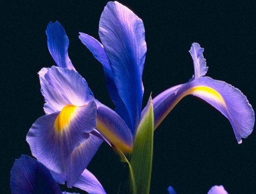 L(fng)2011 Ҋ(jin)C_mĿƼ(chung)