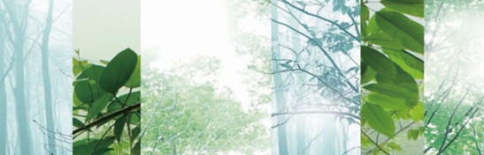 ˯هVioletC(j)Ҽ