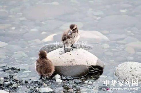 27fI²Ҽ""""