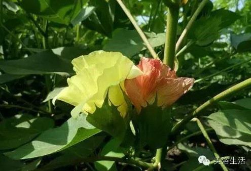 ԡƵĴëԡʲôǰɫģ