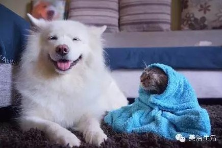 ԡëԌëҲv