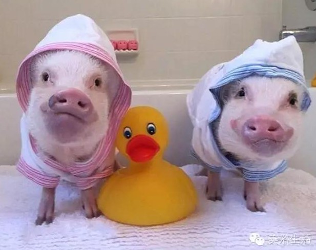 ԡһlԡ͎o㲻ԶҸ