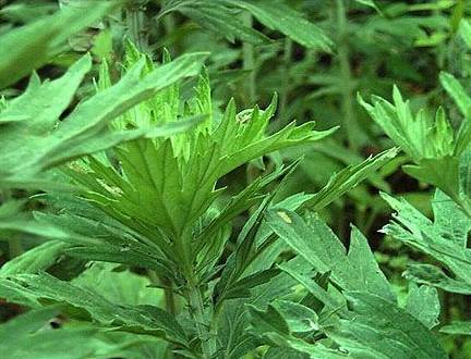 ľӼٛ(zng)xҼB(yng)