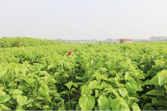 XʽzI@2017ЇҼӼ\ƷƪI(y)(ni)ϵy(tng)xЌmԷQz